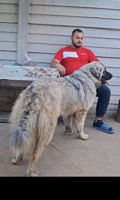 Vând! Catea caucazian 0761759445