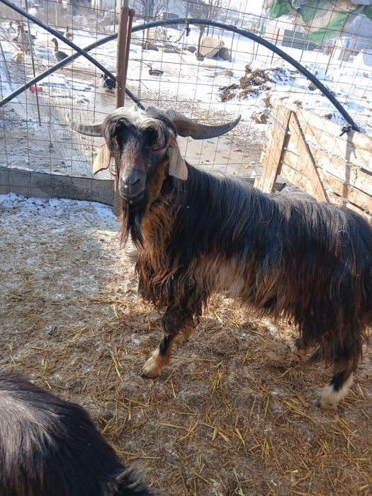 Tap metis anglonubian/carpantina