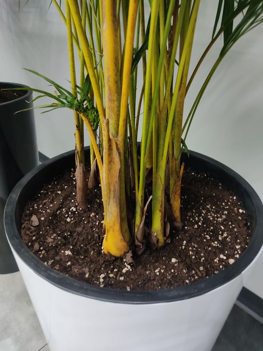 Уход за комнатными растениями