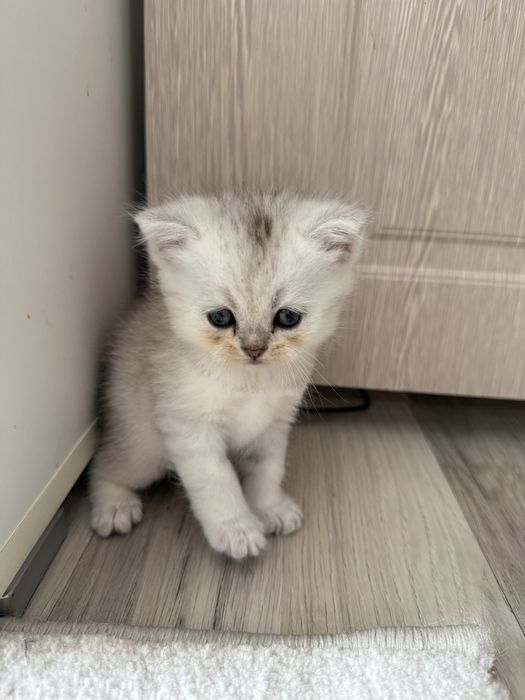 Сребърни котенца
