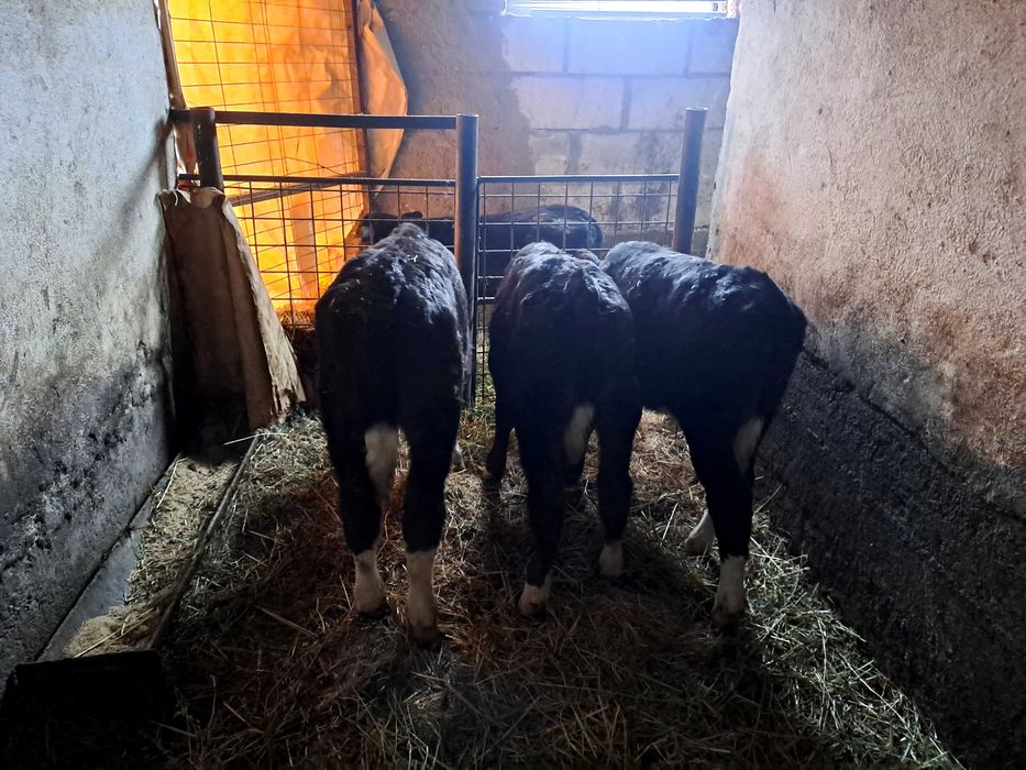 Taurasi disponibili !