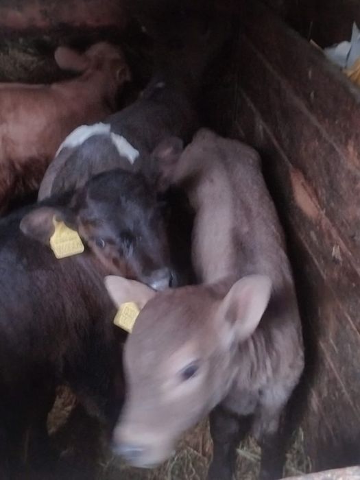 Продам телят разных возрастов