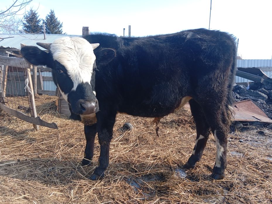 Два бычка продам