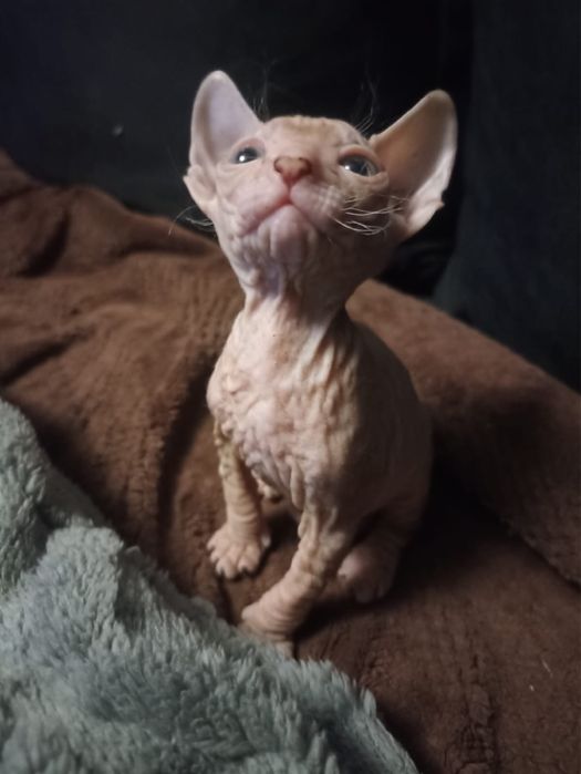 Котята донские сфинксы