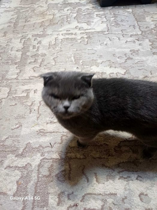 Mushuk scottish fold