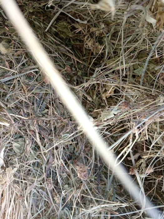 Vînd  Fîn mărunt pentru oi nepoluat și bine uscat!