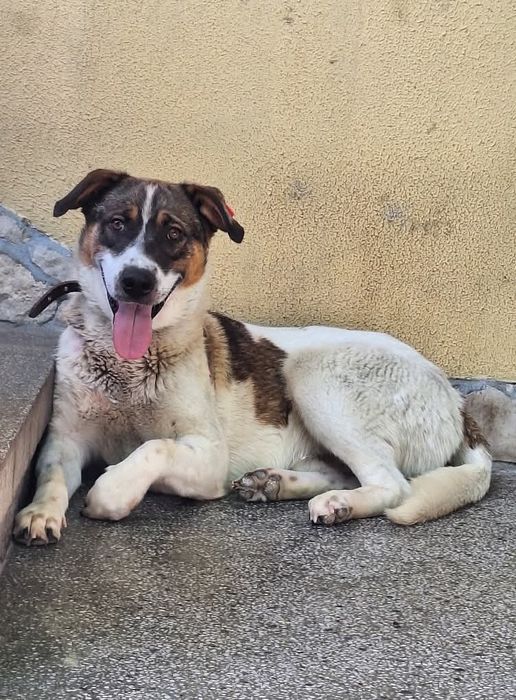 Подарява се  Лазар