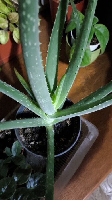 Цветы комнатные большие