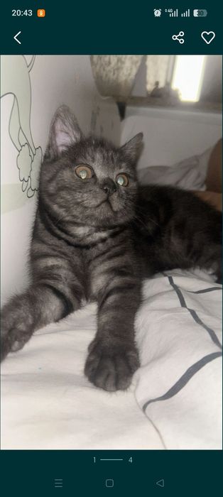 Продам котенка девочку 4 месяца