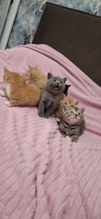 Британские ласковые котята