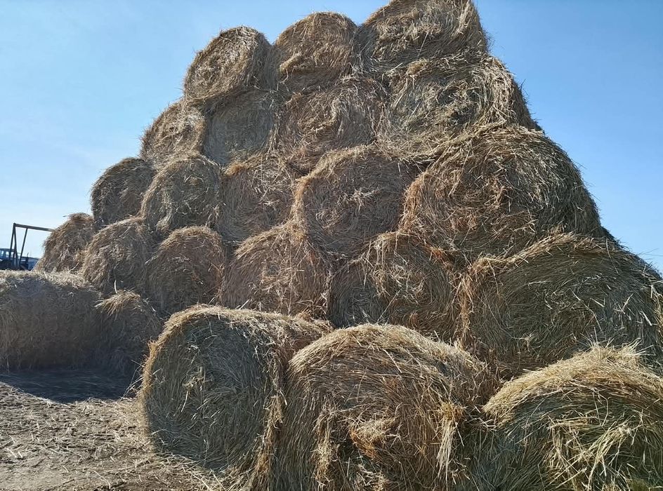 Сено.Шөп.рулон.продажа