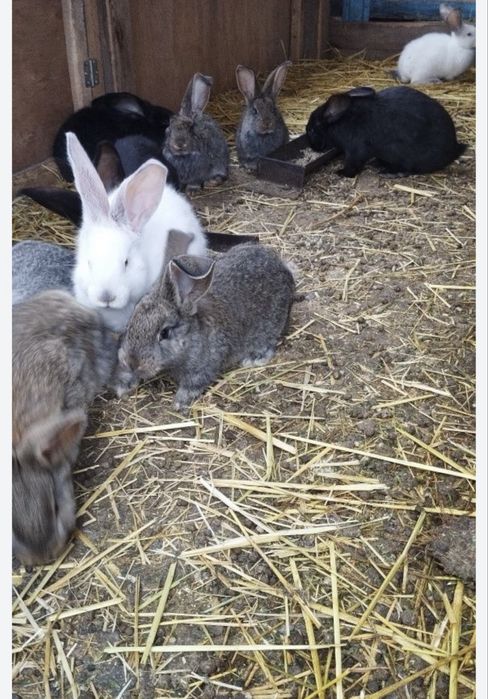 Продам кроликов