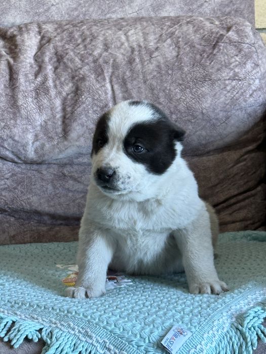 Щенок Алабая,Щенята,Собаки