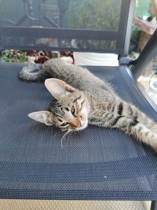 Ofer spre adoptie pisicuta tigrata