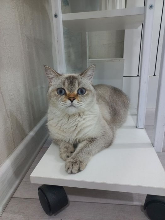 Продается кошка серебристая, голубоглазая, короткошерстная шиншилла.