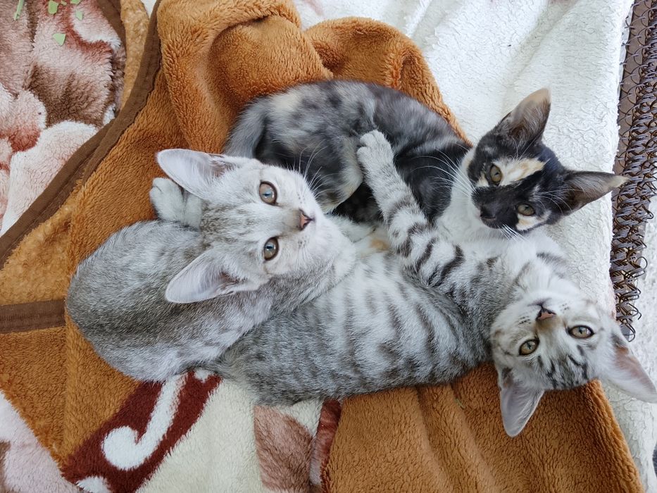 Котята в добрые руки