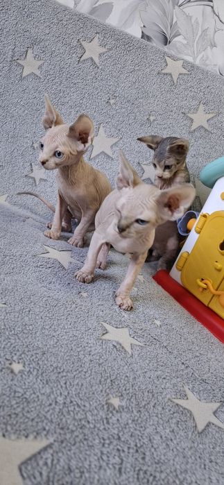 Котята  канадского сфинкса