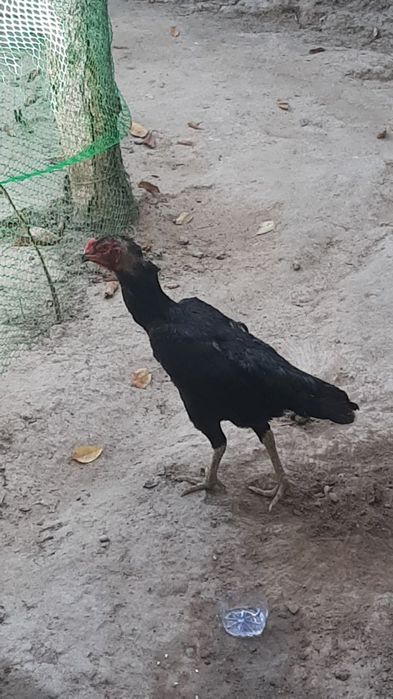 Ганой хуроз ва товук