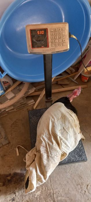 Семиз туйе тауыктар кг 90мын сумнан Доставкасы ишинде