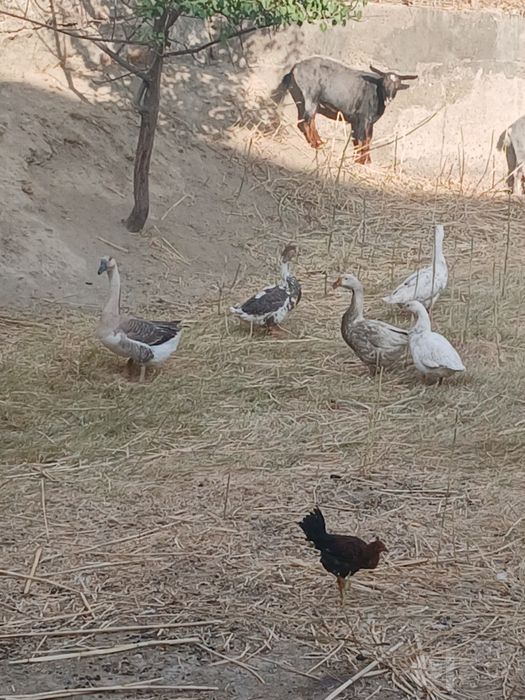 Gʻozlar bor katta katta
