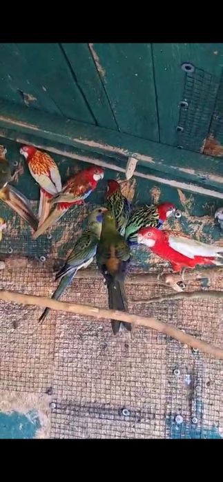 Papagali Rosella de vânzare