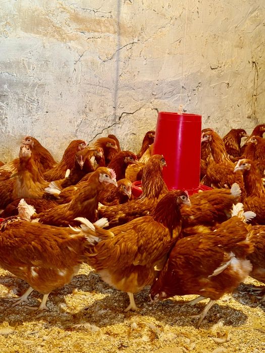 Куры ломан браун молодкий