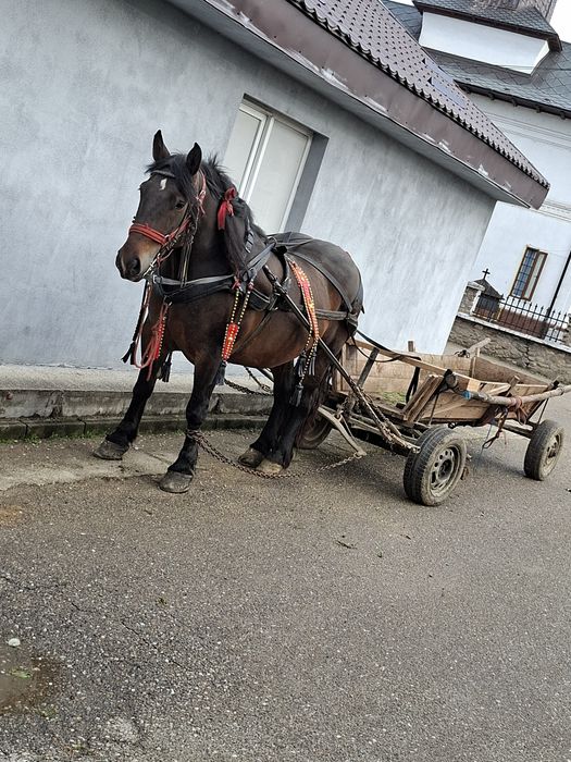 Iapa de vânzare!