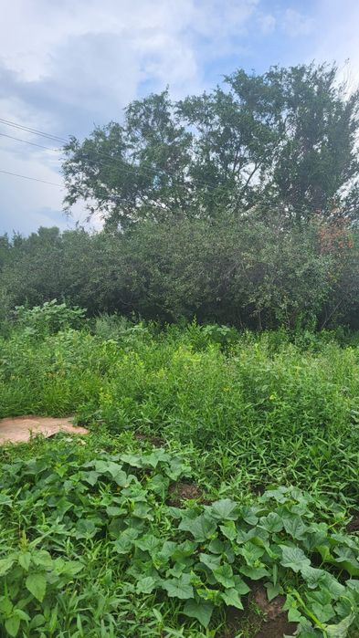 Дачный участк  земля