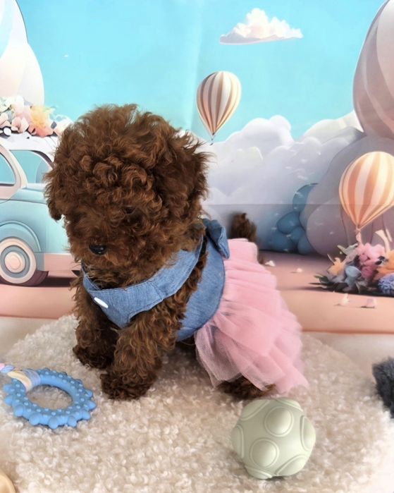 Пудел той Poodle toy с родословие
