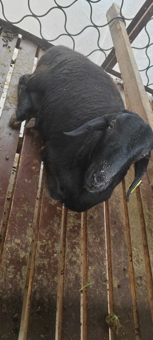 Қой сатамын семіз