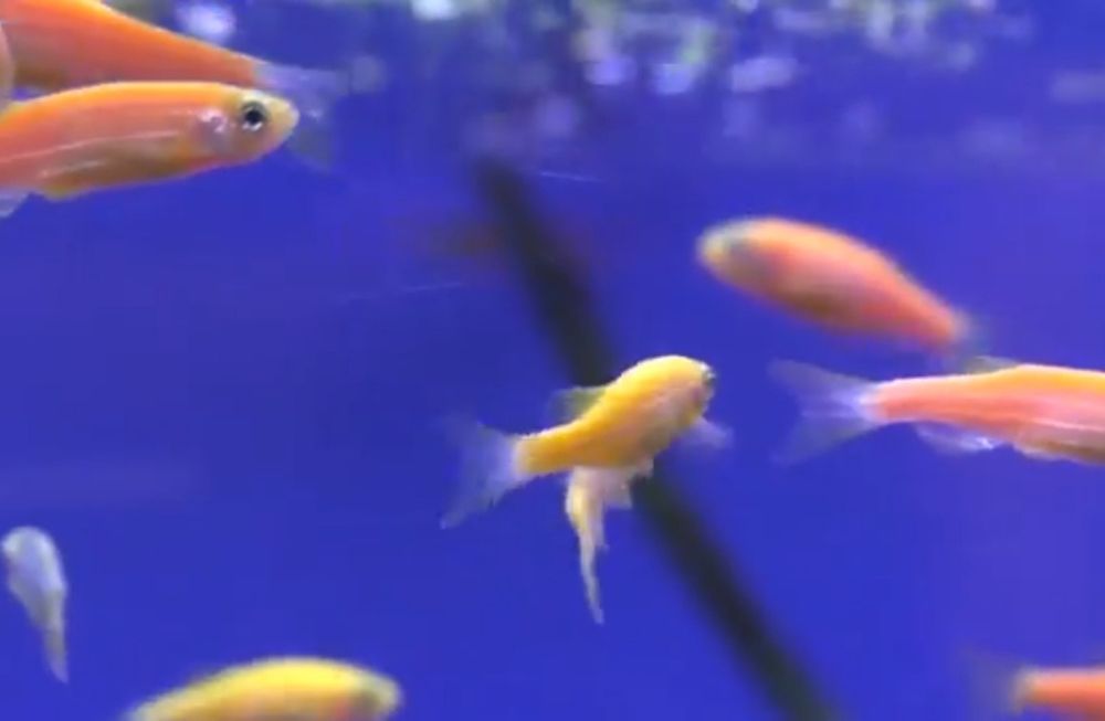 Данио  фосфорни риб Danio rangli baliqlar  fosfirni