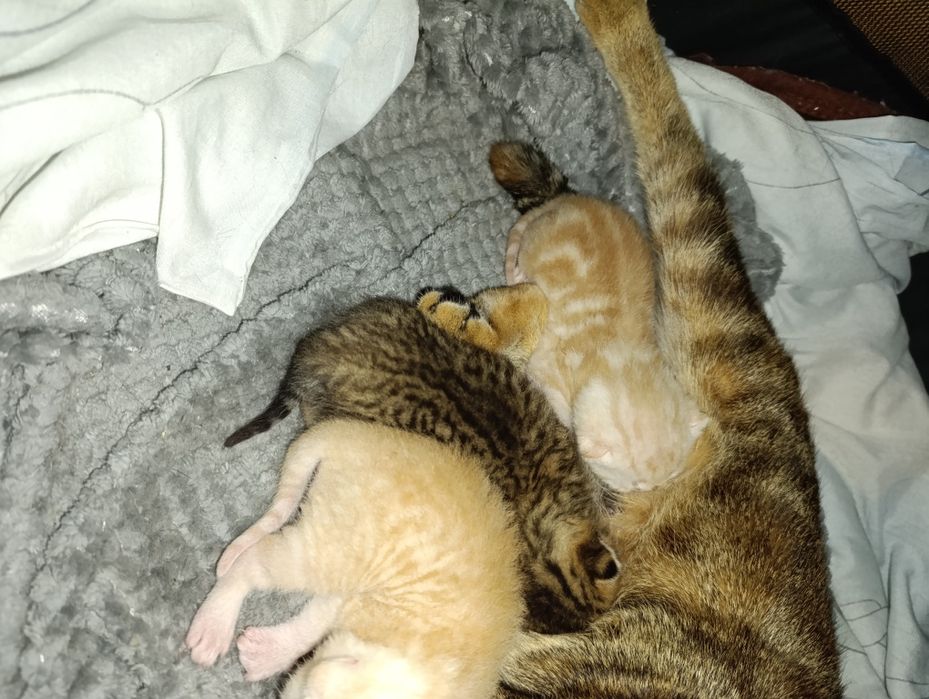 Шотландские котята