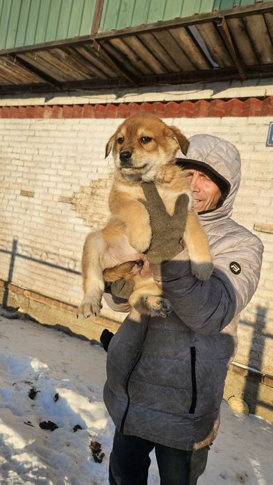 Отдам щенка в добрые руки