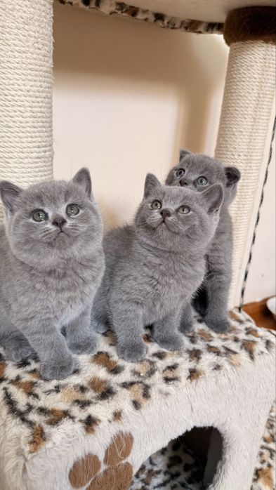 Продаются котята