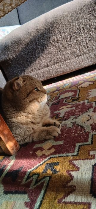 Скотиш фолд продаётся