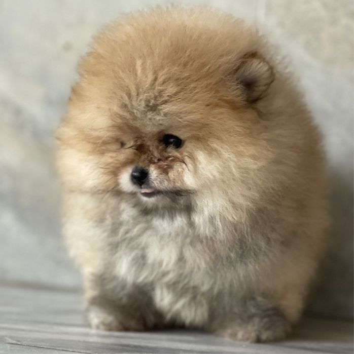 Мини Померан