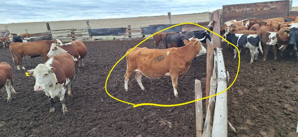 Продам 4головы КРС