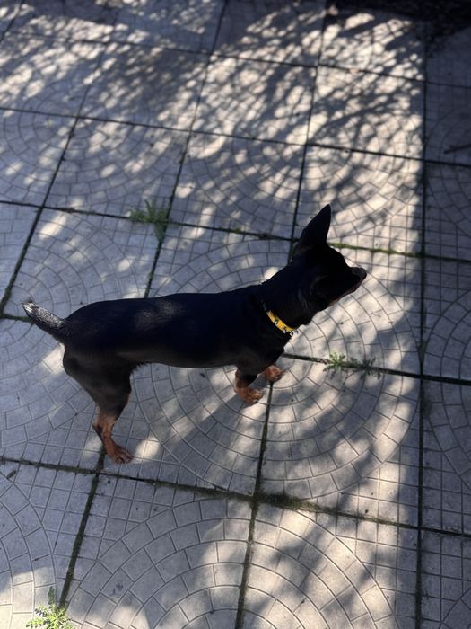 вязка кабеля той пинч