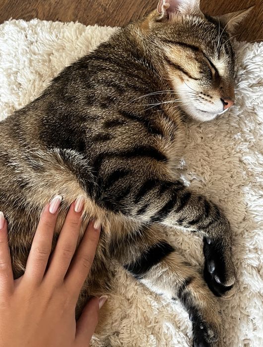 Motan pentru adoptie