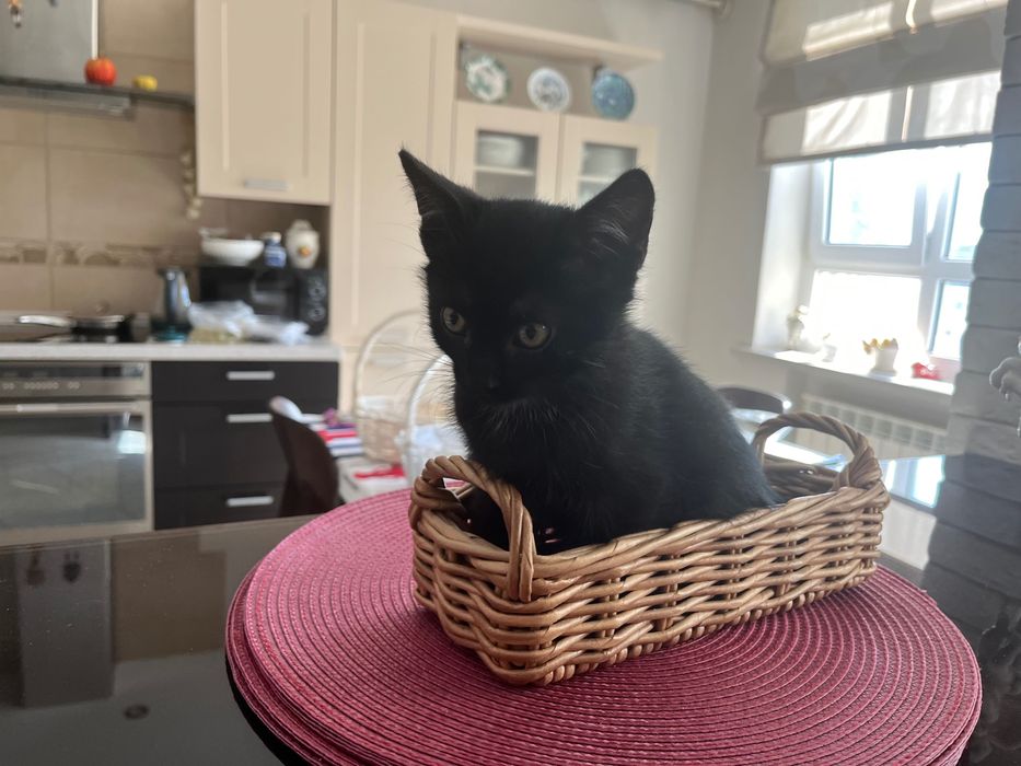 Котята, приученные к лотку, мальчики