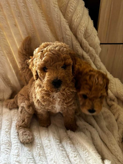 Той Пудел Poodle Toi