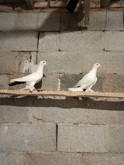 Продам чернохвостых персов