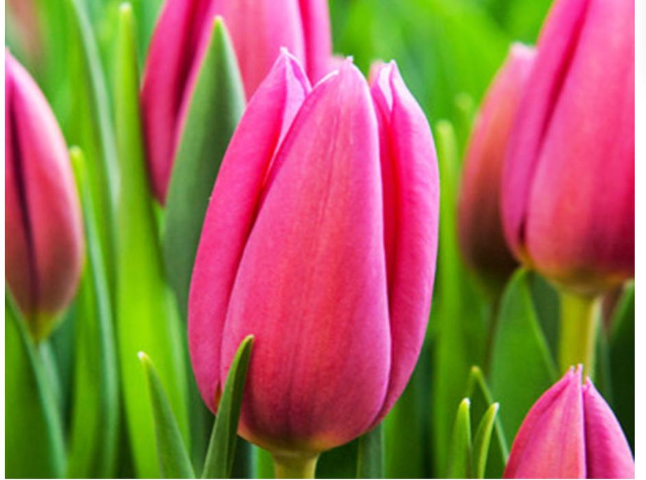 Оптом тюльпаны.Тюльпаны голандские оптом.Оптом голандские тюльпаны опт