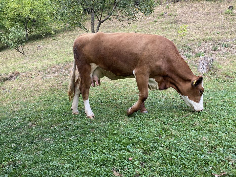 Vaca de vanzare