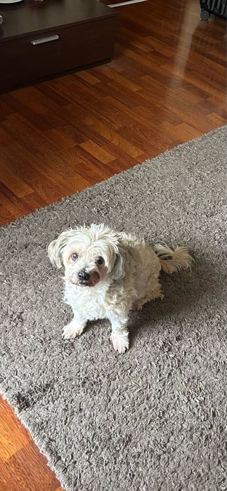 Pet sitter/cazare caini Bucuresti
