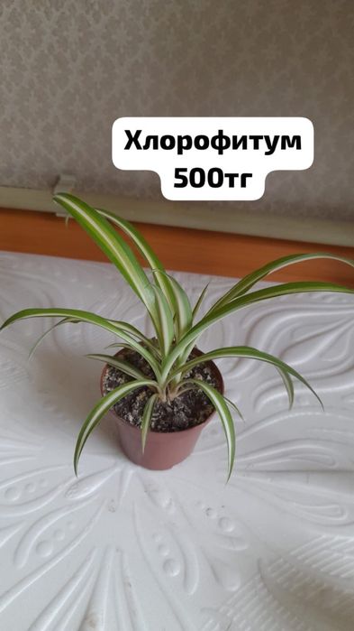 Үй гүлдері|Бөлме гүлдері