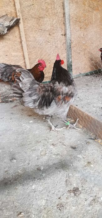 Vand Cocosi australorp splash