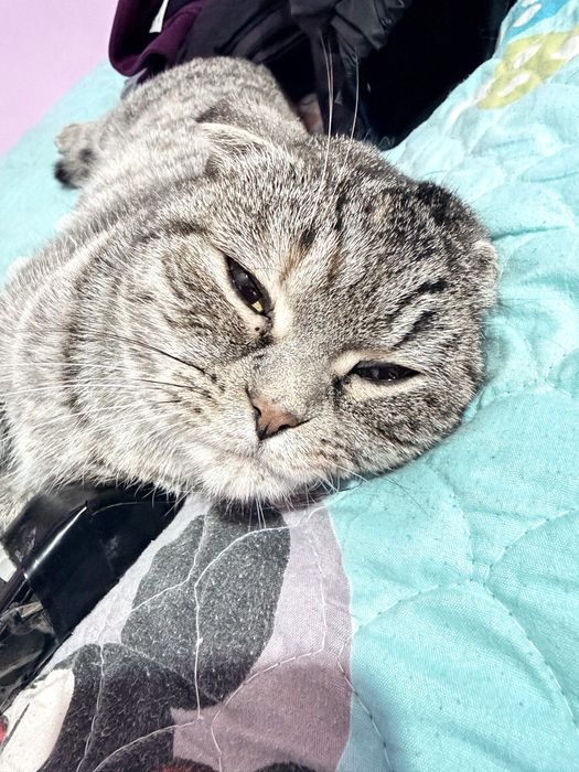 Вислухая кошка сотилади