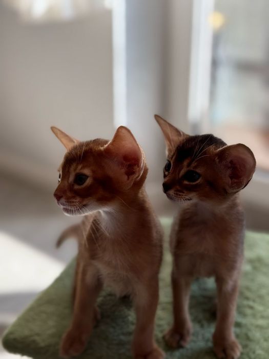 Абиссинские котята