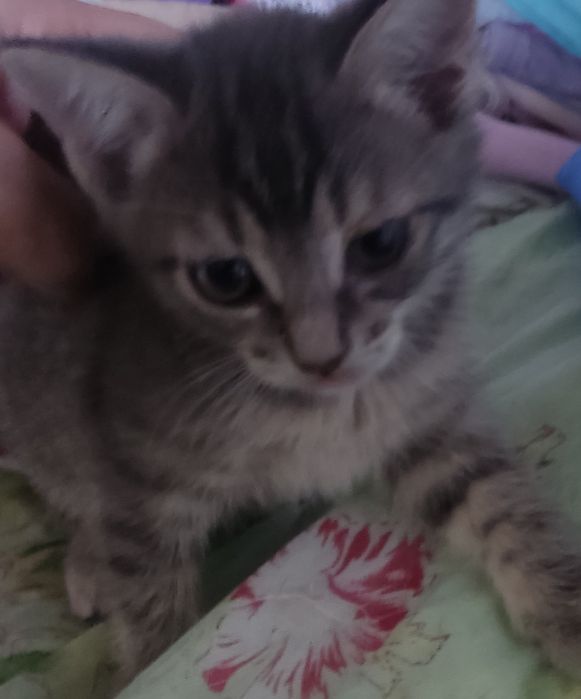Отдам бесплатно котят